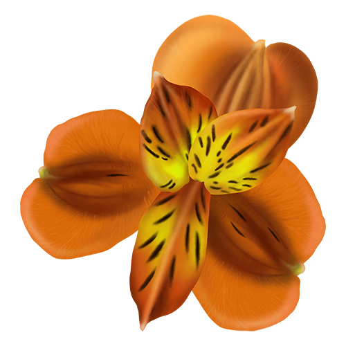 orange-lilly